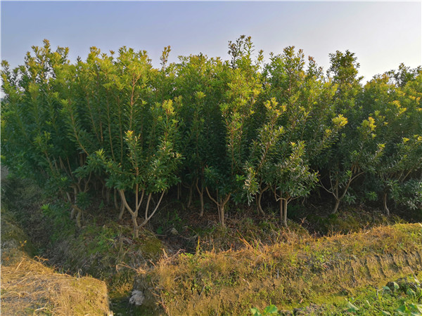 3至5公分嫁接楊梅